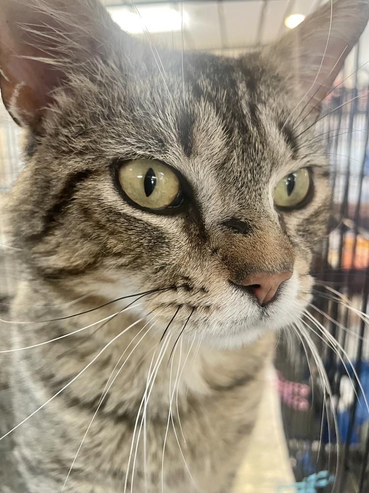 Enlarge Juniper, a Adoptable mixed breed in Southbury, CT image 1/4