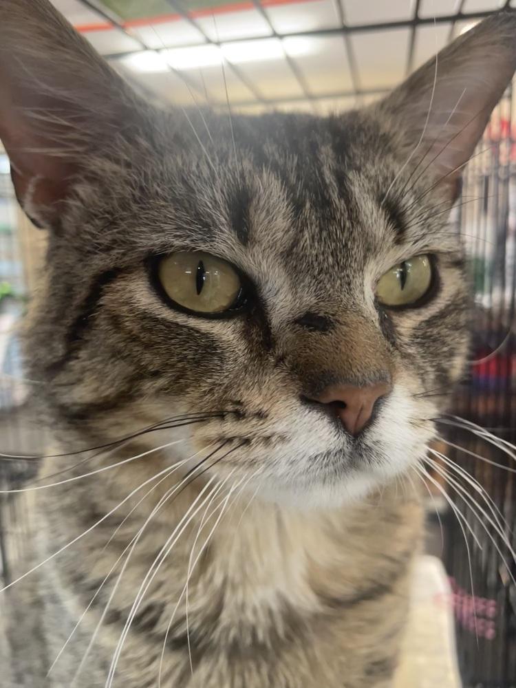 Enlarge Juniper, a Adoptable mixed breed in Southbury, CT image 2/4