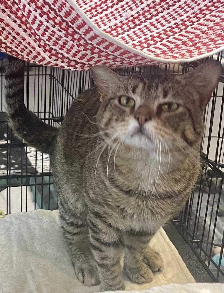 Enlarge Juniper, a Adoptable mixed breed in Southbury, CT image 3/4
