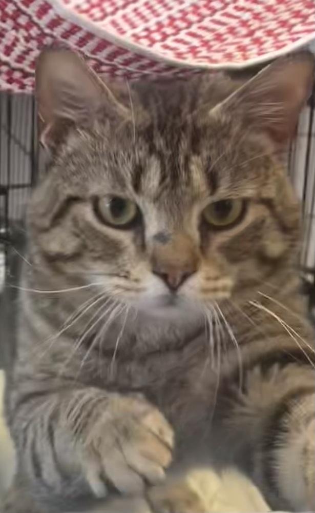 Enlarge Juniper, a Adoptable mixed breed in Southbury, CT image 4/4
