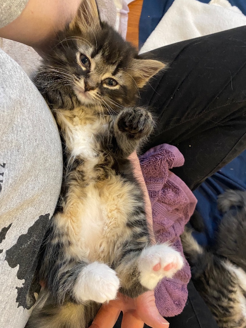 Maurice, a Adopted Domestic Long Hair in Livonia, MI image 1/5