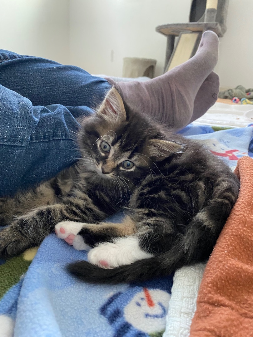 Maurice, a Adopted Domestic Long Hair in Livonia, MI image 2/5