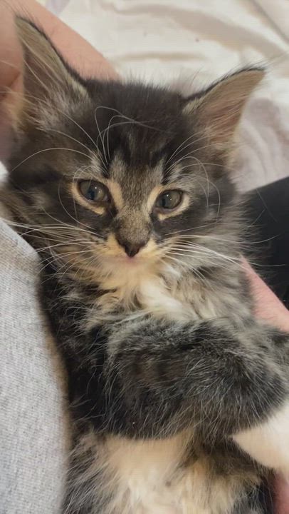 Enlarge Maurice, a Adopted Domestic Long Hair in Livonia, MI video 4/5