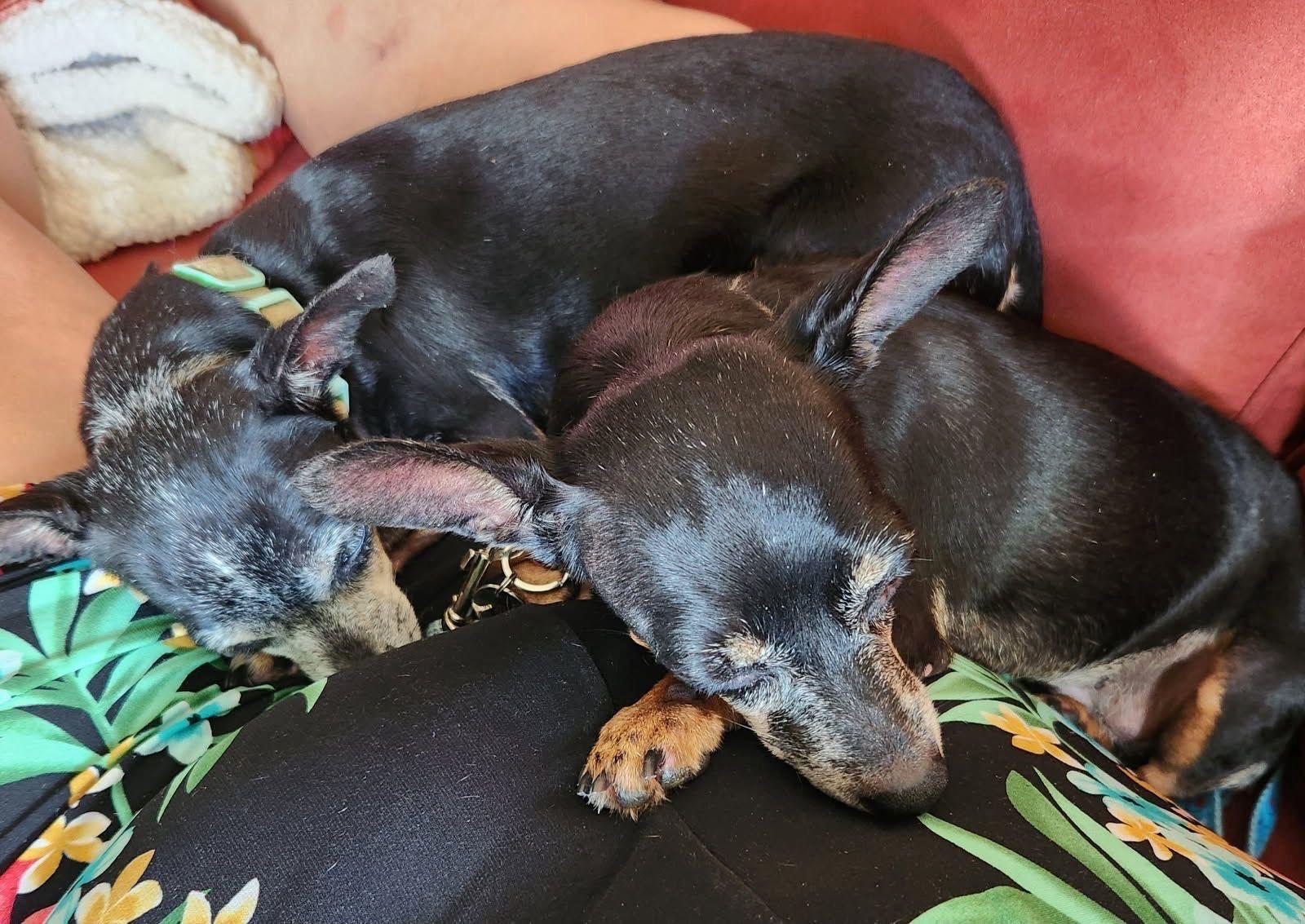 Lily and Fiona photo 4