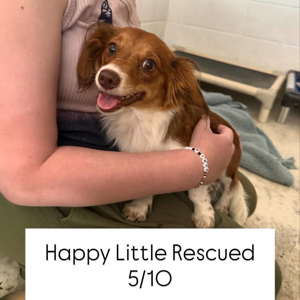 Link, Adoptable, Young Male Cavalier King Charles Spaniel & Chihuahua.