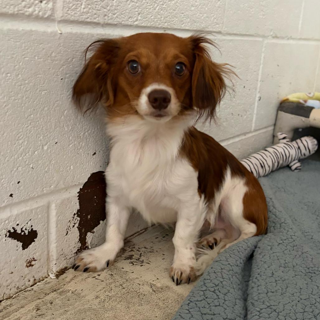 Enlarge Link, a Adoptable mixed breed in Grand Junction, CO image 2/2