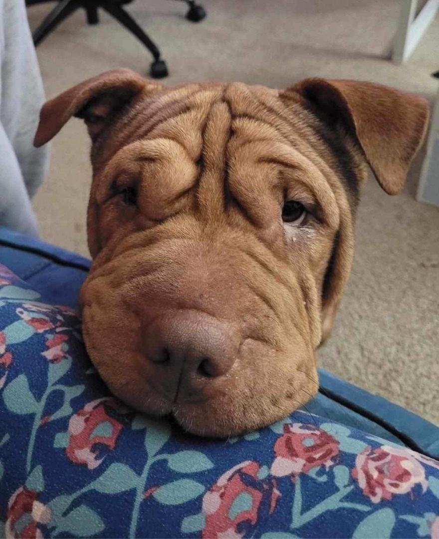 Enlarge Squash, a Adoptable mixed breed in Cameron, NC image 2/6