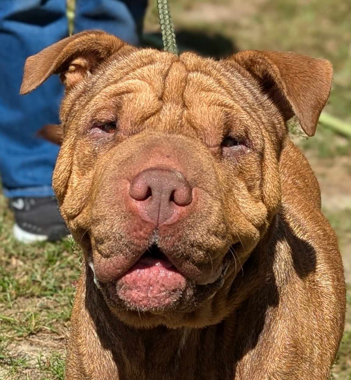 Enlarge Squash, a Adoptable mixed breed in Cameron, NC image 1/6