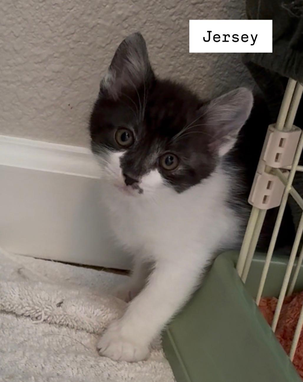 Jersey, Adoptable, Kitten Male Domestic Short Hair.