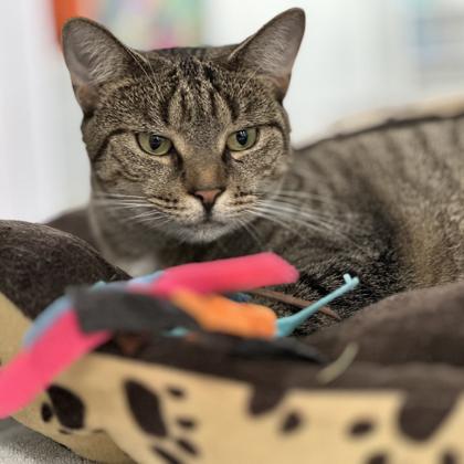 Lukie, a Adoptable Domestic Short Hair in Voorhees, NJ image 1/3