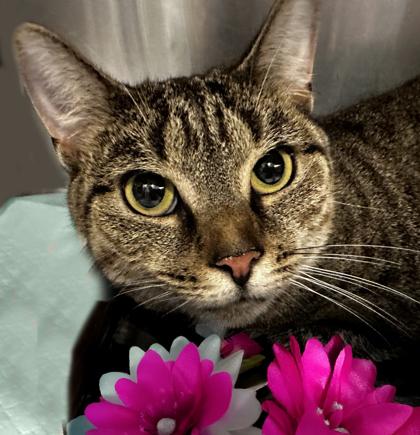 Lukie, a Adoptable Domestic Short Hair in Voorhees, NJ image 2/3