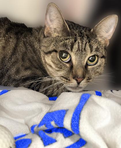 Enlarge Lukie, a Adoptable Domestic Short Hair in Voorhees, NJ image 3/3