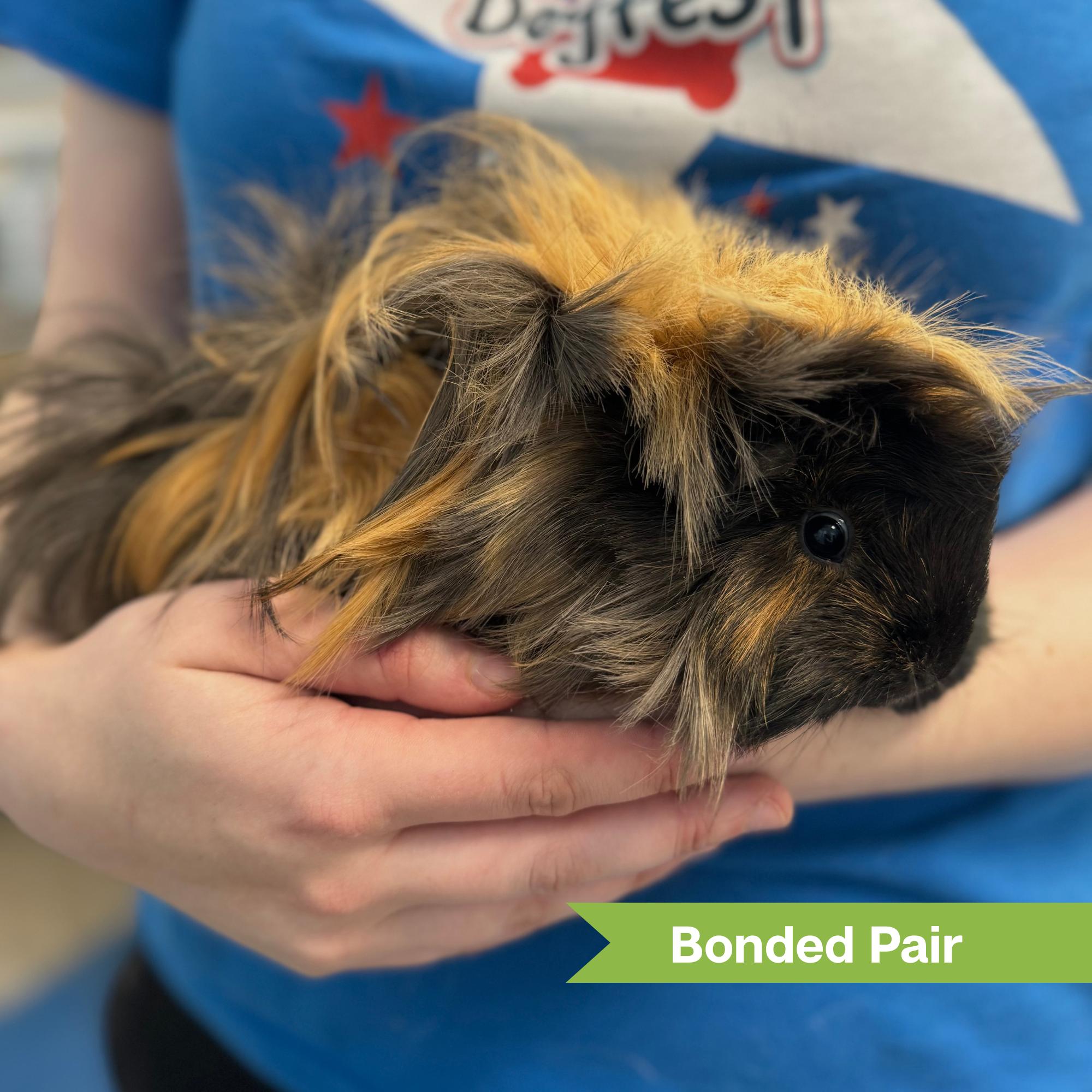 Enlarge Donna Ross, an adopted Guinea Pig in Reisterstown, MD image 1/1