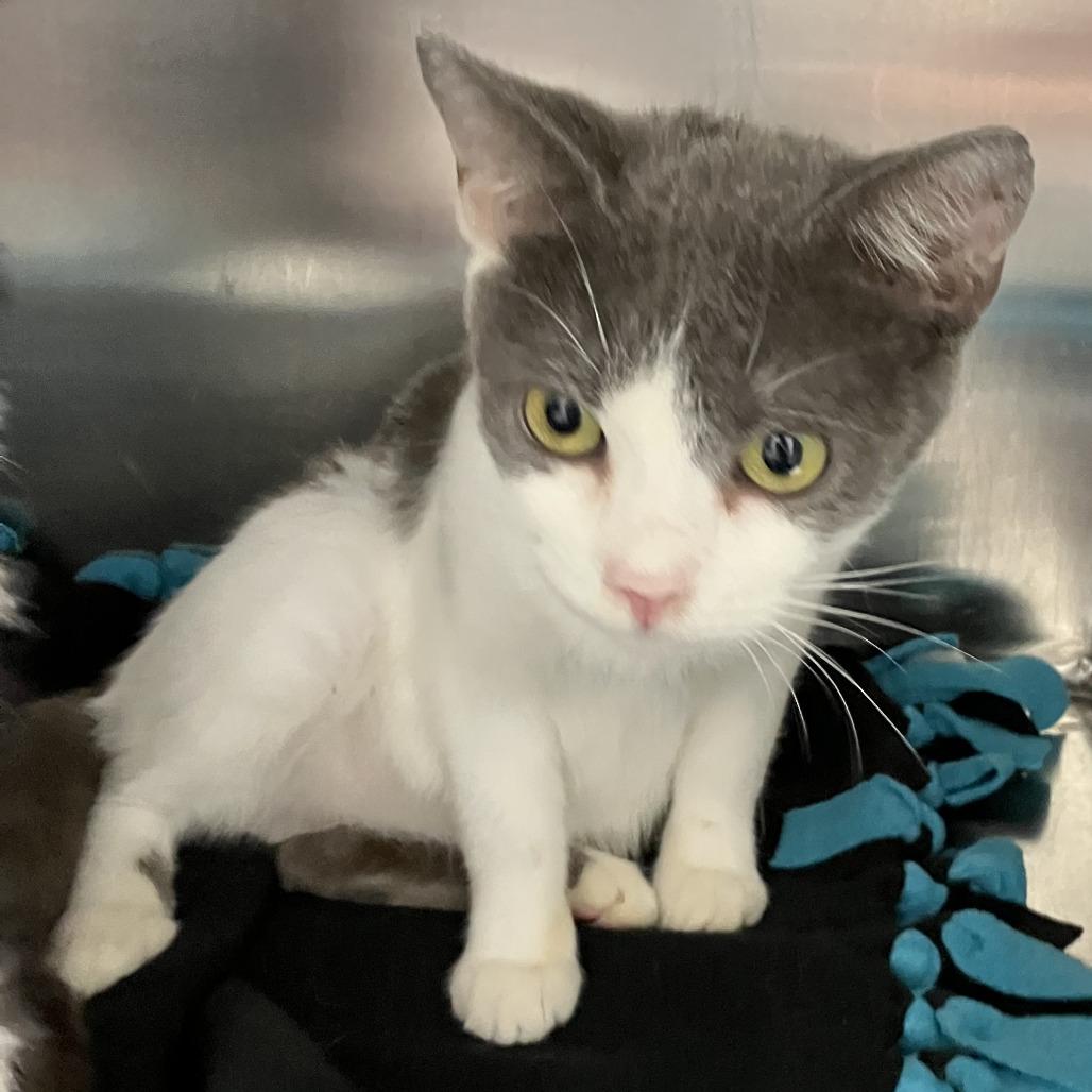Enlarge Stewart, a Adoptable Domestic Short Hair in Grand Rapids, MI image 1/1