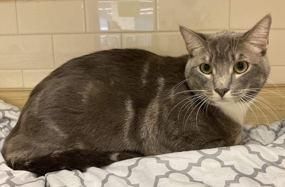 Champagne, Adoptable, Adult Male Russian Blue.