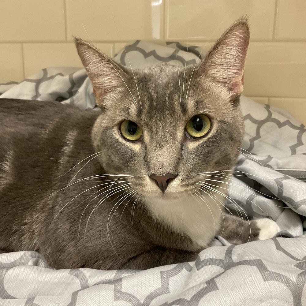 Champagne, a Adoptable Russian Blue in Long Beach, CA image 2/6