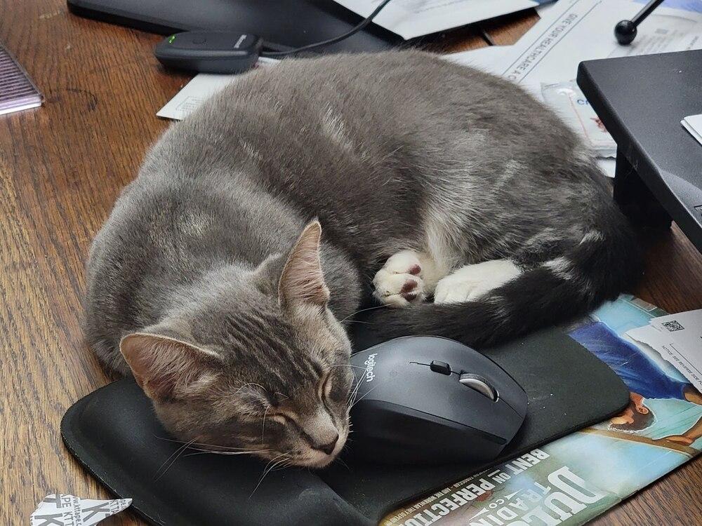 Champagne, a Adoptable Russian Blue in Long Beach, CA image 3/6
