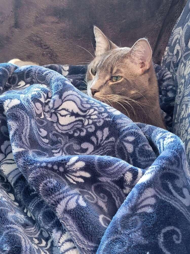 Champagne, a Adoptable Russian Blue in Long Beach, CA image 4/6