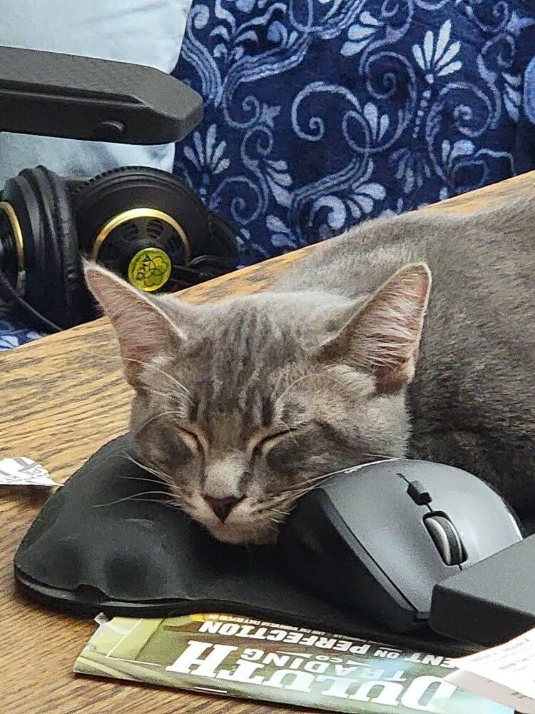 Champagne, a Adoptable Russian Blue in Long Beach, CA image 5/6