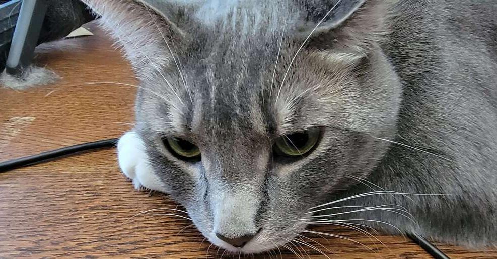 Champagne, a Adoptable Russian Blue in Long Beach, CA image 6/6