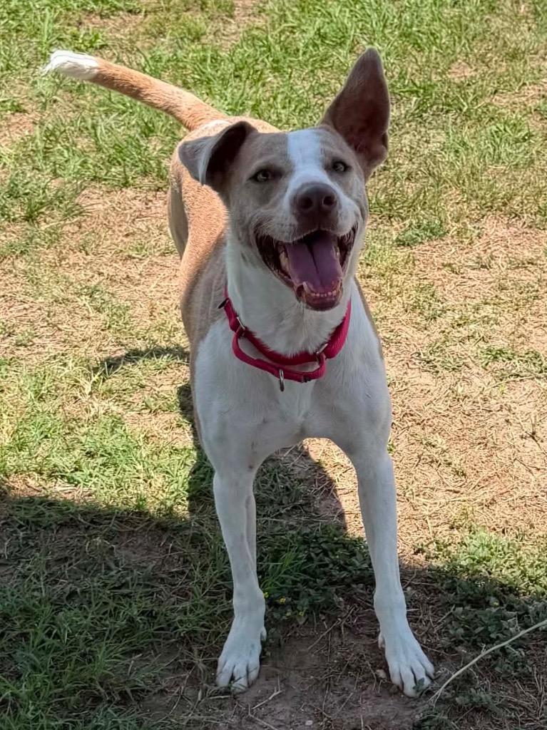 Enlarge Fenric (Tucker), a Adoptable Mixed Breed in Ocala, FL image 1/2