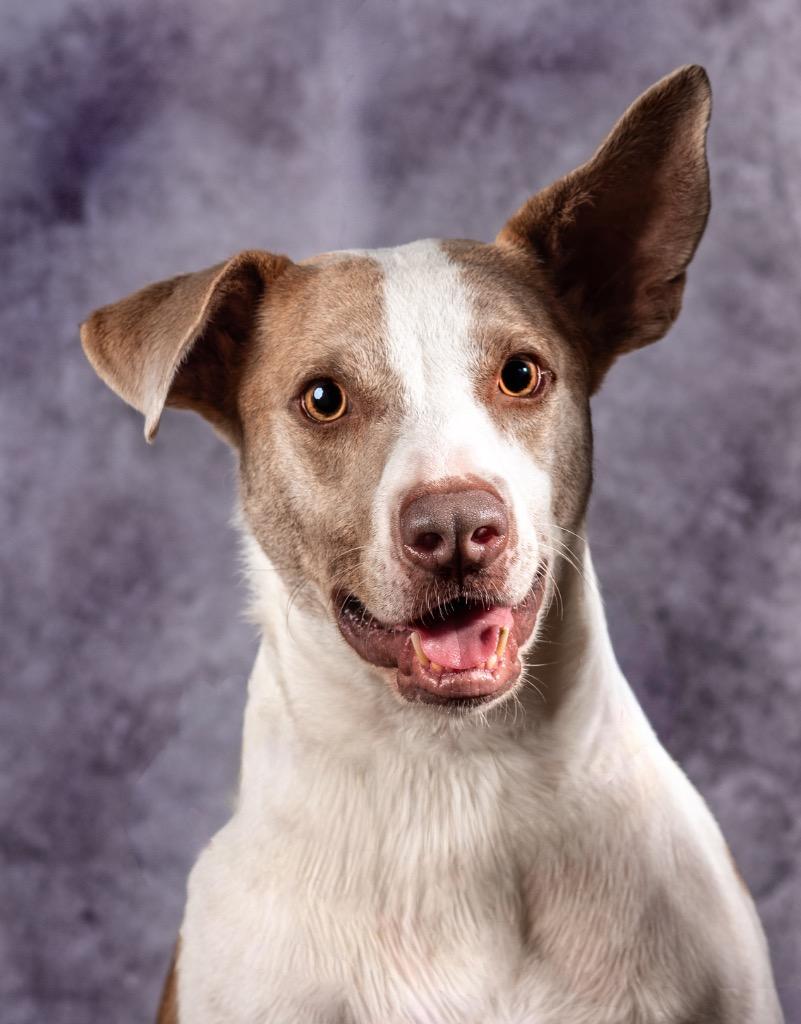 Enlarge Fenric (Tucker), a Adoptable Mixed Breed in Ocala, FL image 2/2
