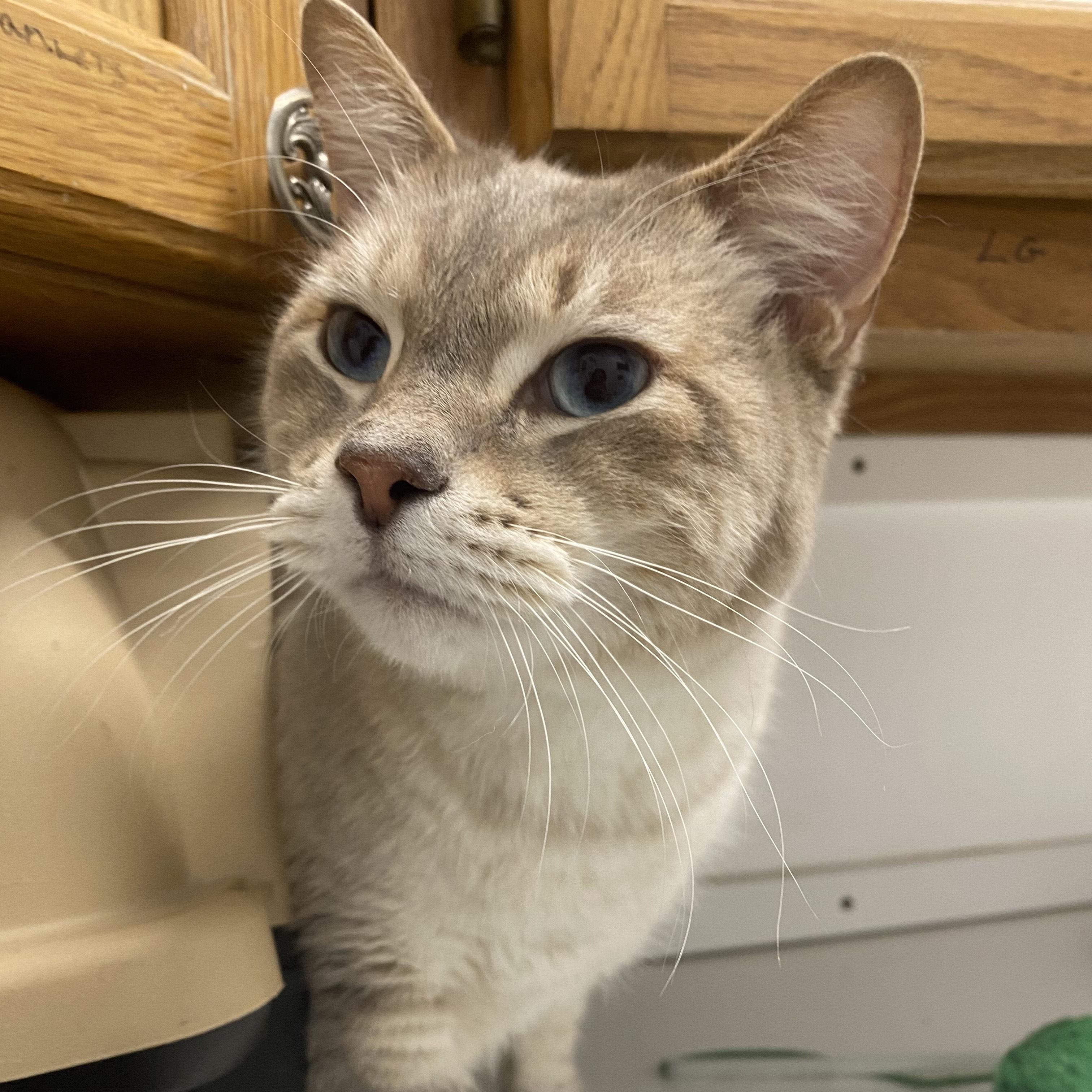 Sebastian, adopted, Adult Male Siamese.