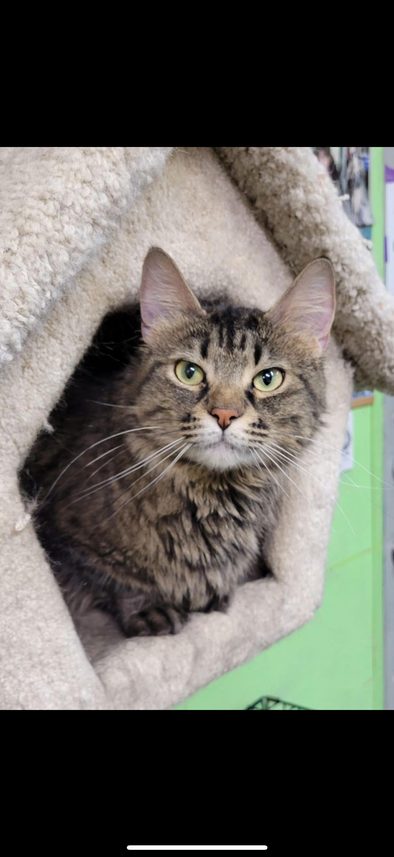 Enlarge Bubbles, a Adoptable mixed breed in Fairbanks, AK image 1/1