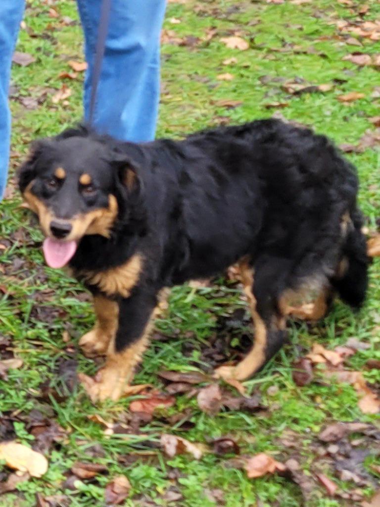 Butterscotch, a Adoptable mixed breed image 1/4