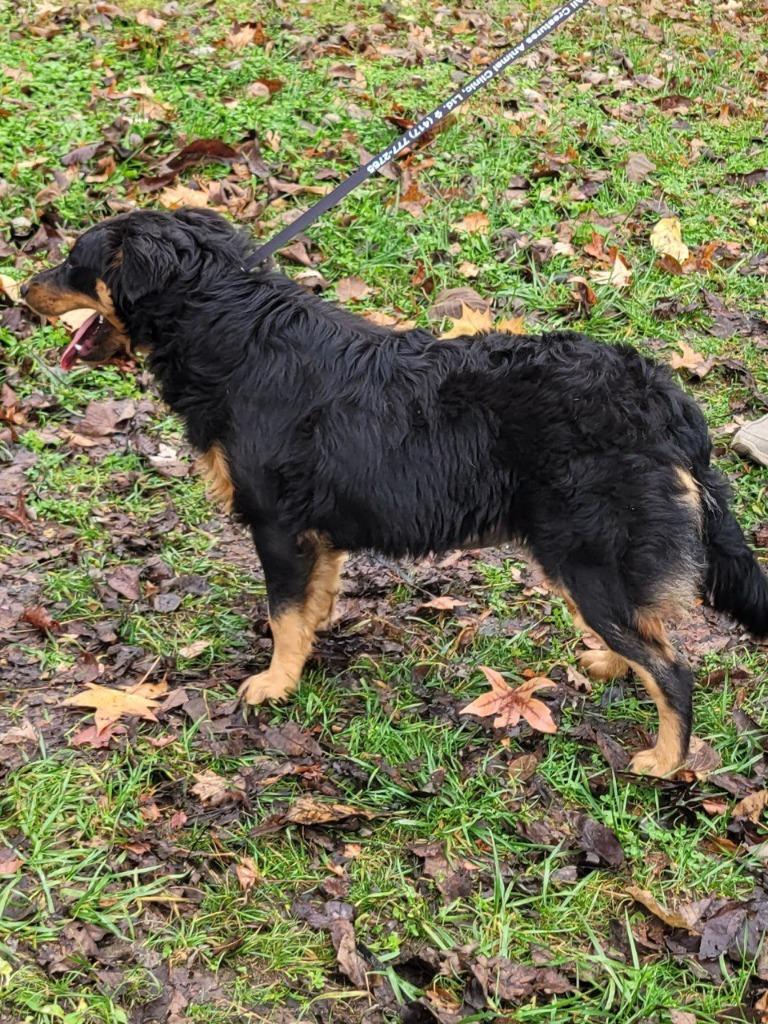 Butterscotch, a Adoptable mixed breed image 2/4