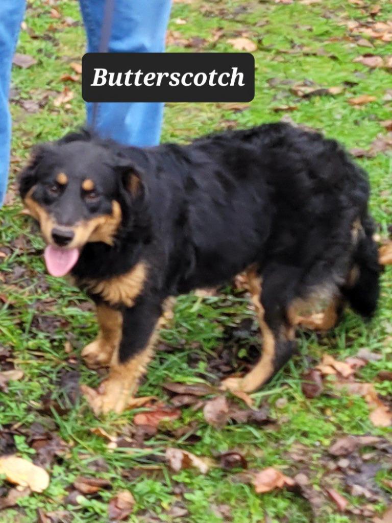 Butterscotch, a Adoptable mixed breed image 3/4