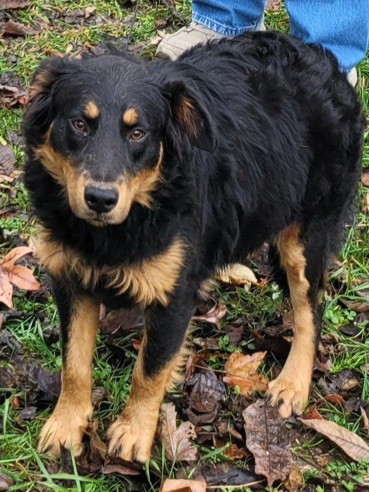 Butterscotch, a Adoptable mixed breed image 4/4