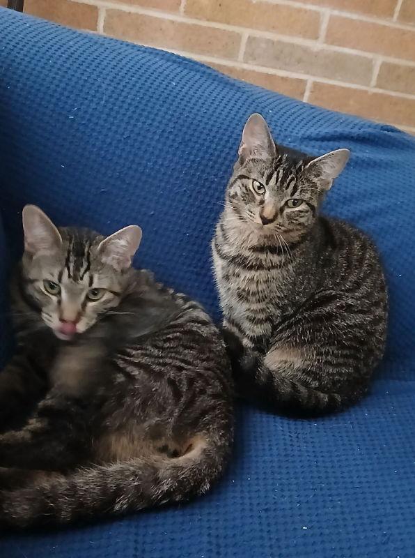 Enlarge Jodi, a Adoptable Domestic Short Hair in Delran, NJ image 1/1