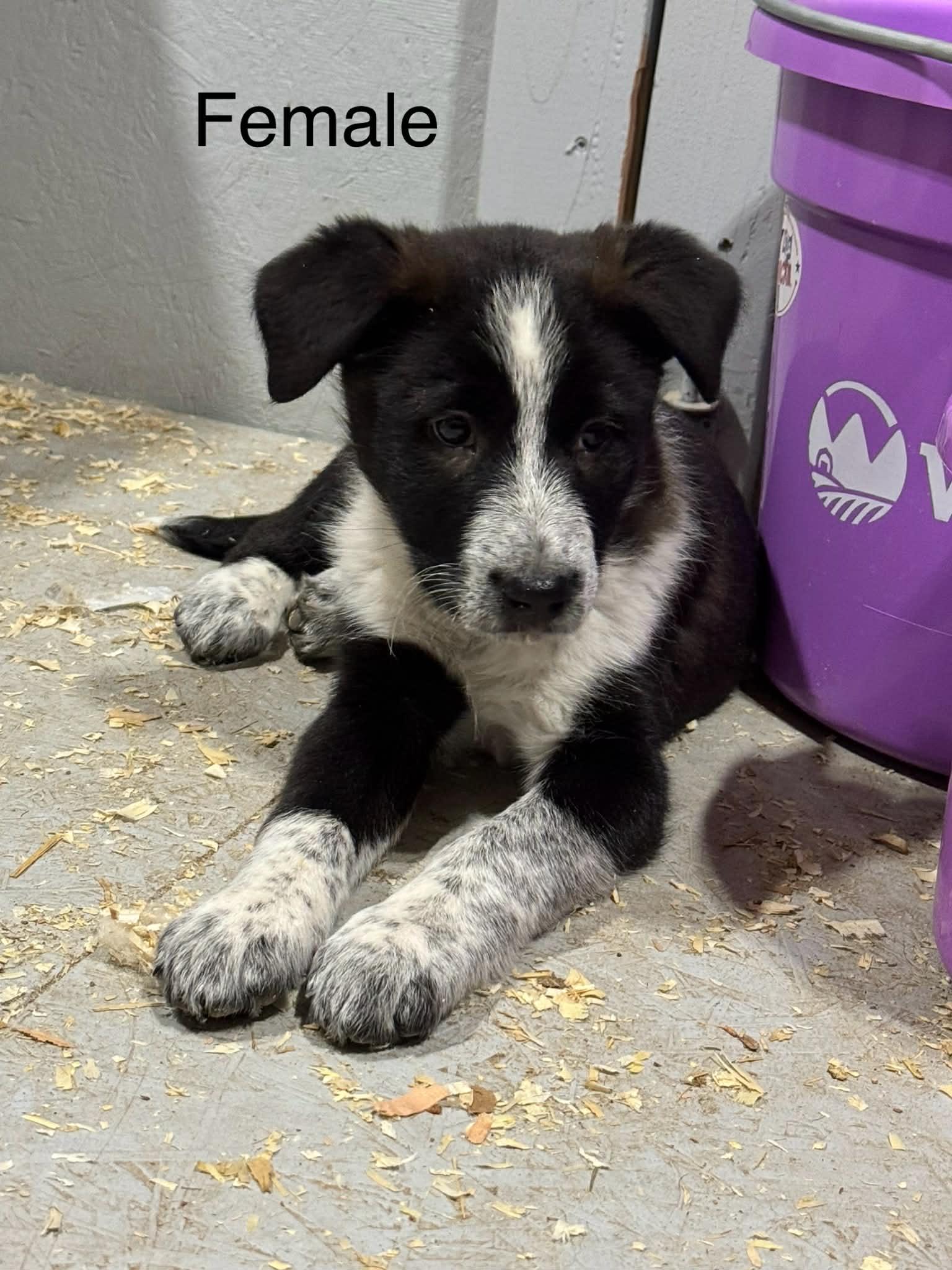 Border collie mix puppies , ADOPTABLE, Puppy Male Border Collie.