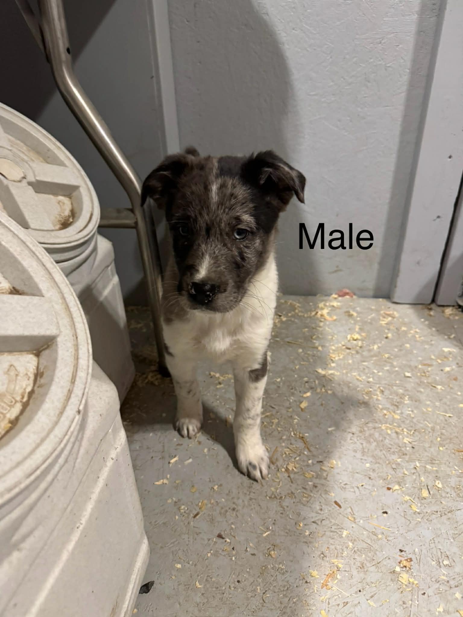 Border collie mix puppies , a ADOPTABLE mixed breed in Bend, OR image 2/6