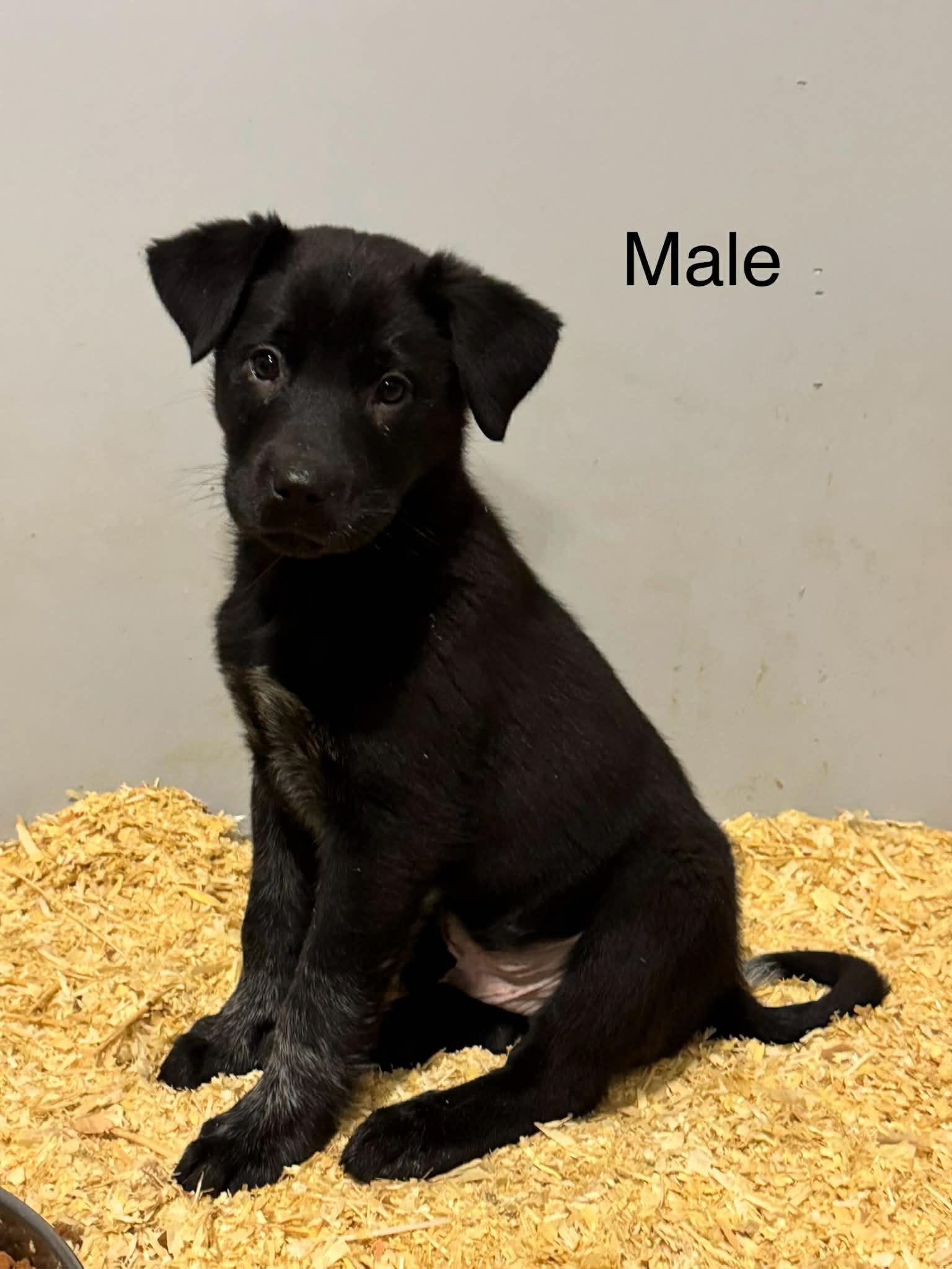 Border collie mix puppies , a ADOPTABLE mixed breed in Bend, OR image 3/6