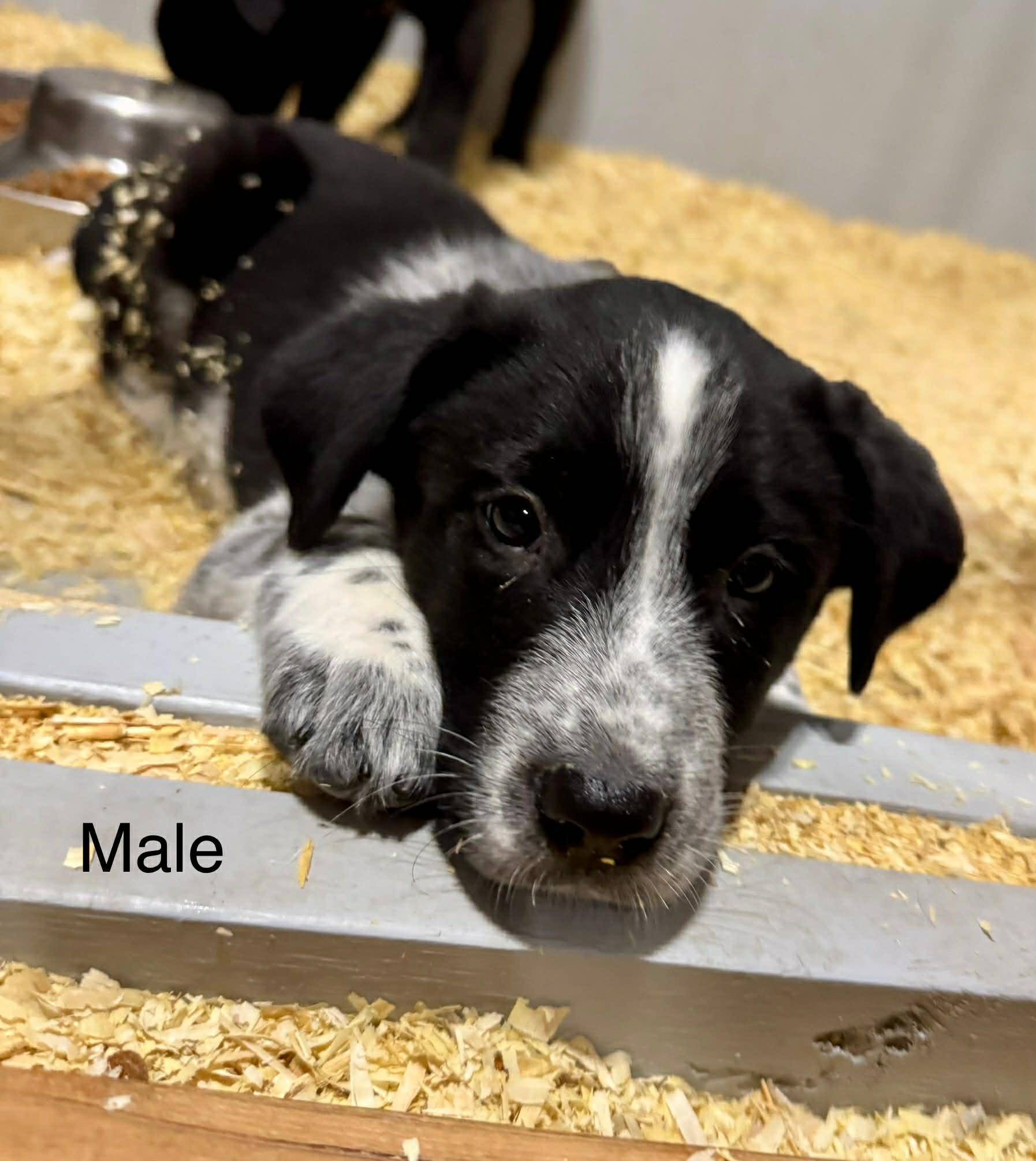 Border collie mix puppies , a ADOPTABLE mixed breed in Bend, OR image 4/6