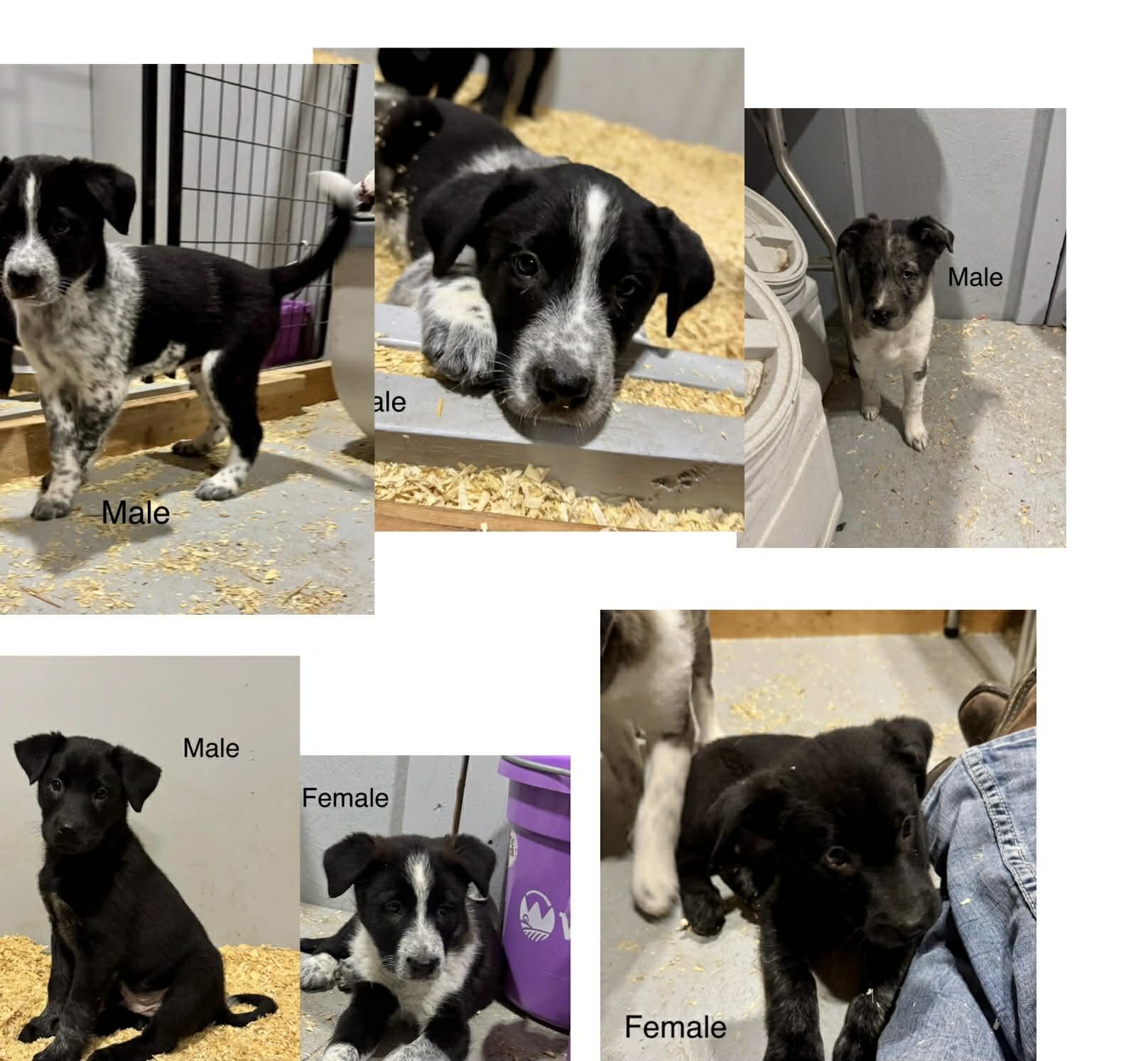Border collie mix puppies , a ADOPTABLE mixed breed in Bend, OR image 5/6