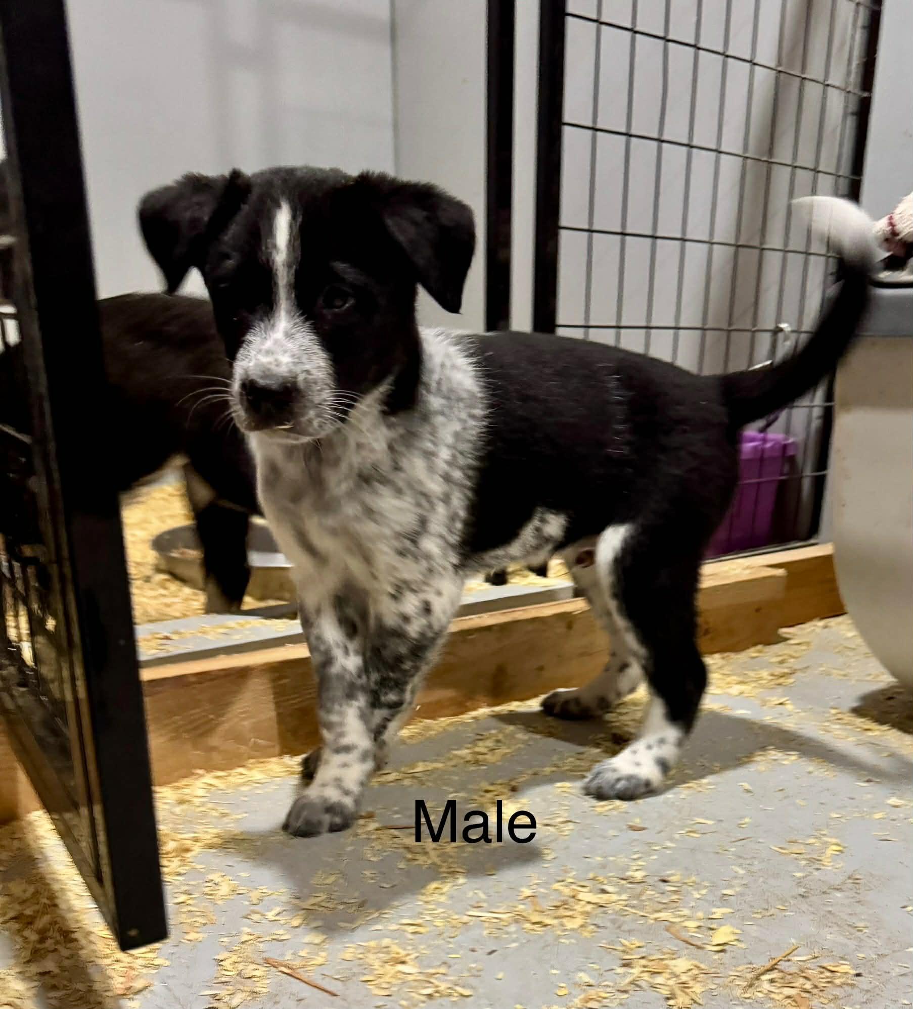 Border collie mix puppies , a ADOPTABLE mixed breed in Bend, OR image 6/6