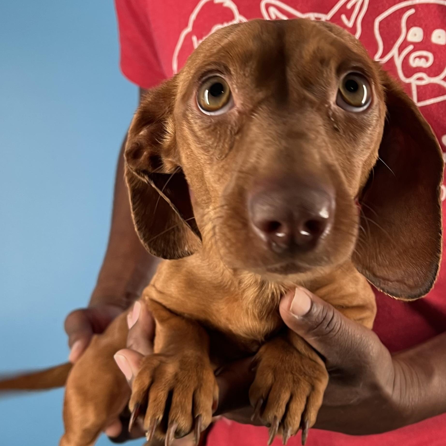 Doc - Local February 13-15, an adopted Dachshund in Happy Valley , OR image 5/6