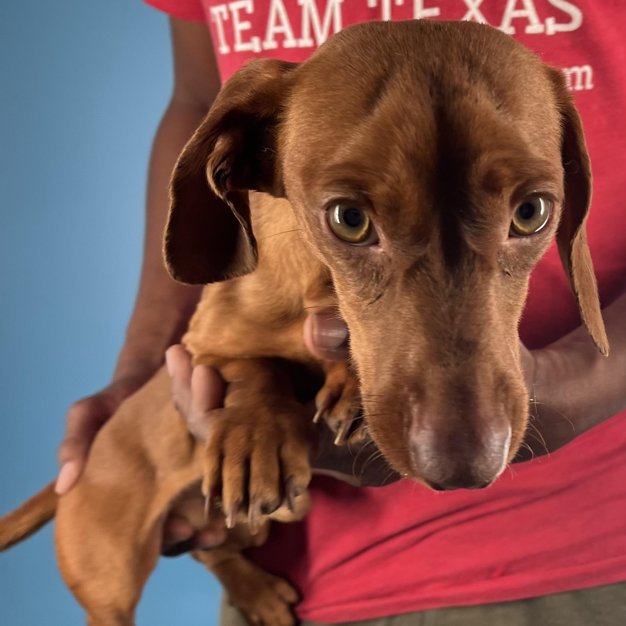 Doc - Local February 13-15, an adopted Dachshund in Happy Valley , OR image 3/6