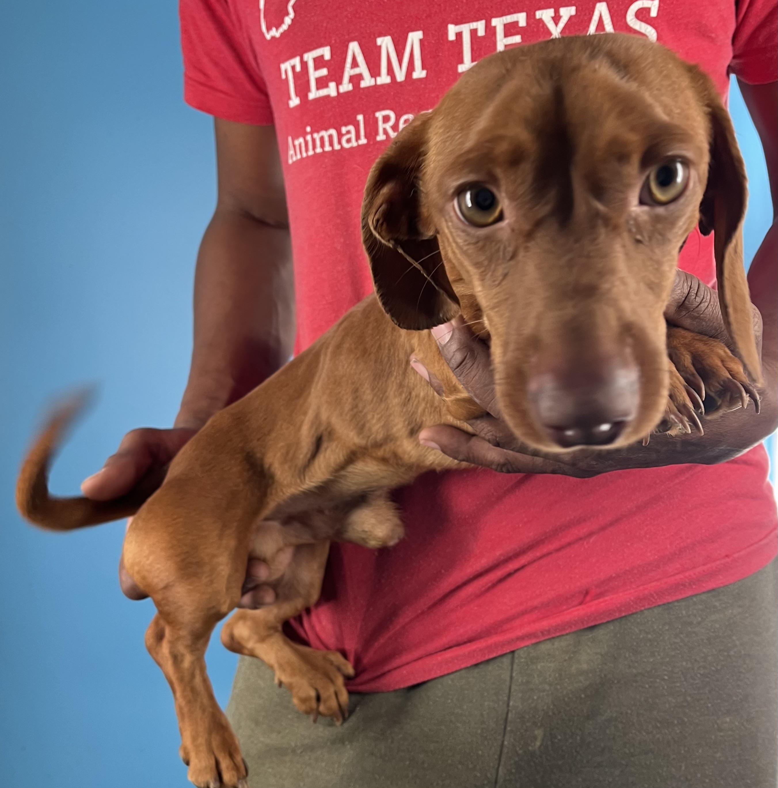Doc - Local February 13-15, an adopted Dachshund in Happy Valley , OR image 1/6