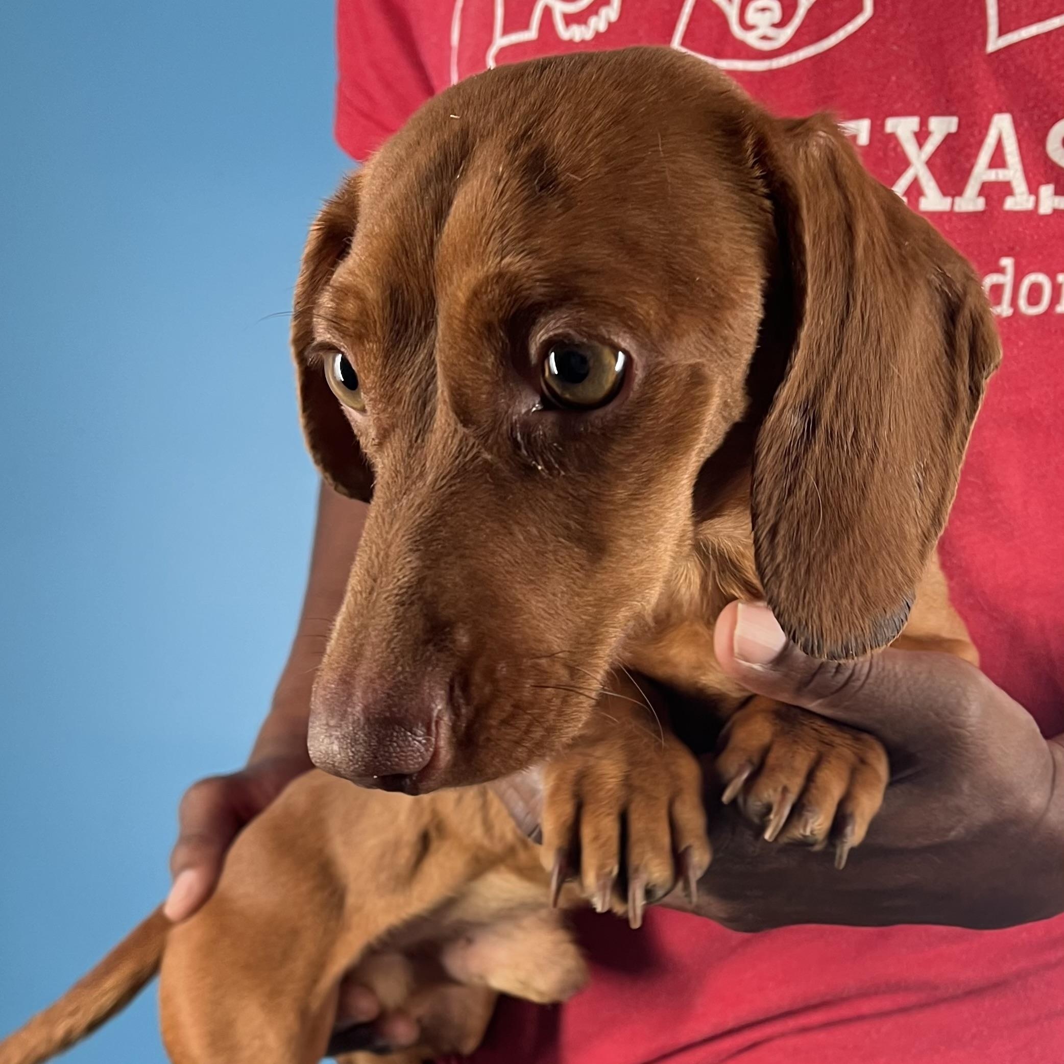 Doc - Local February 13-15, an adopted Dachshund in Happy Valley , OR image 6/6