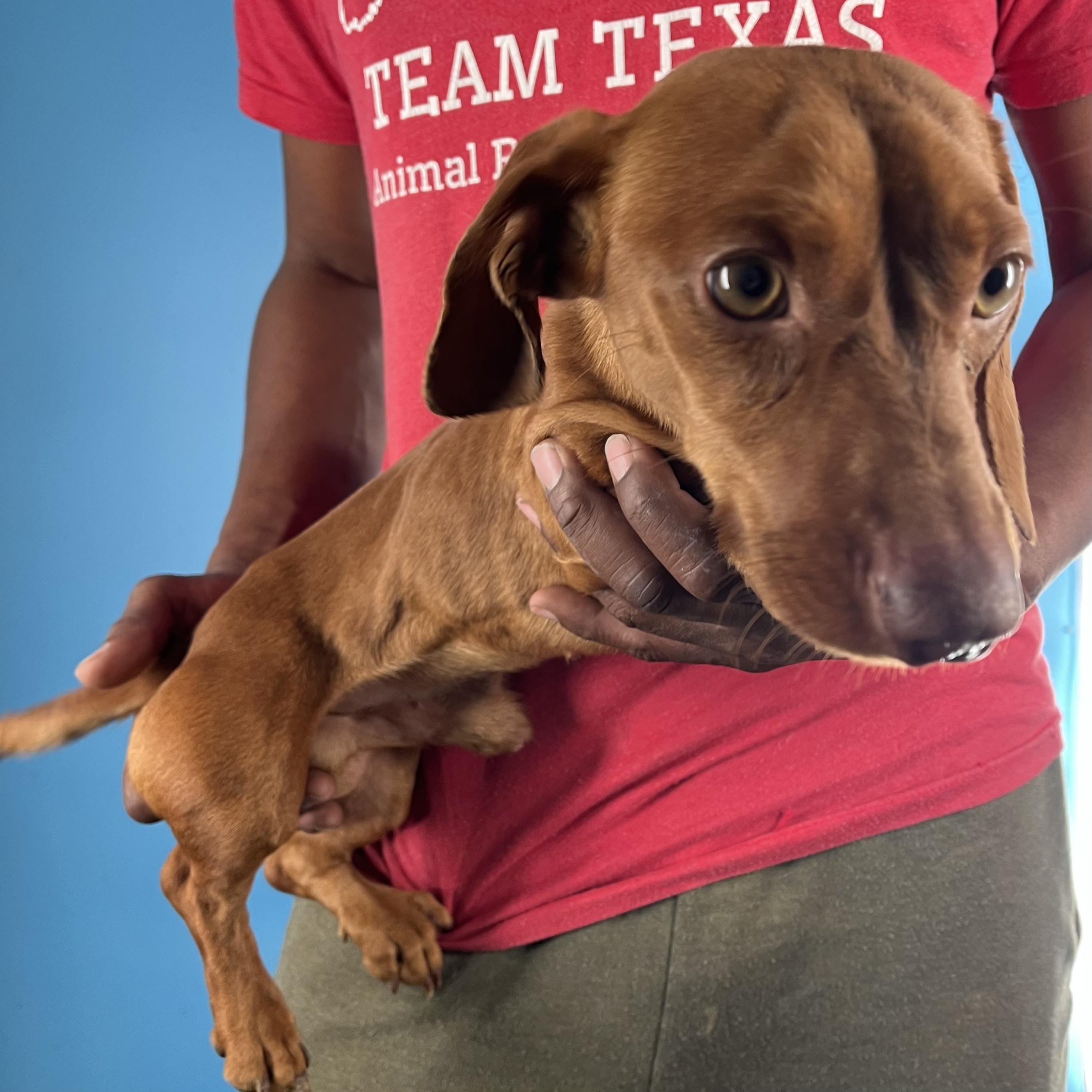 Doc - Local February 13-15, an adopted Dachshund in Happy Valley , OR image 2/6