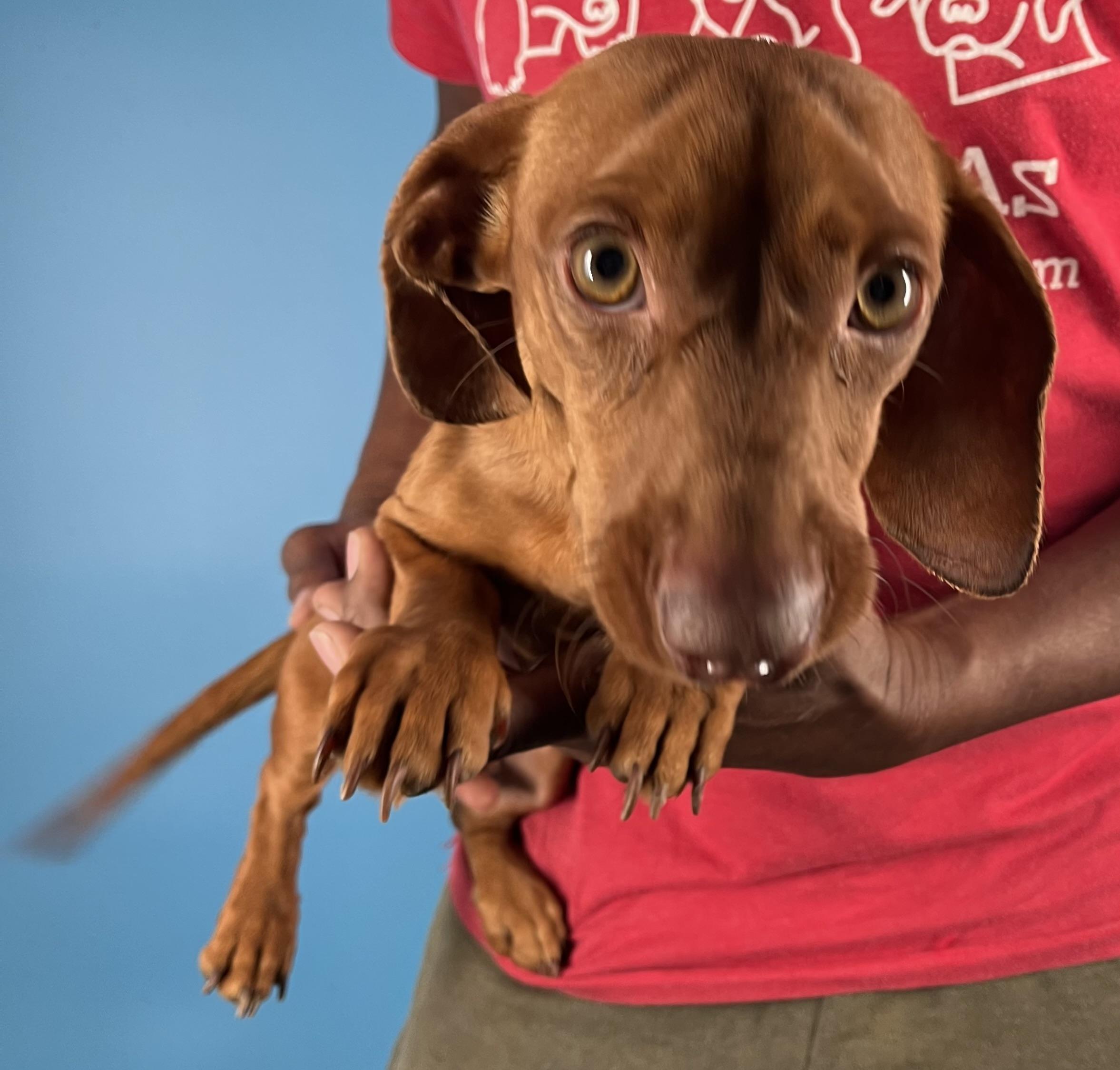 Doc - Local February 13-15, an adopted Dachshund in Happy Valley , OR image 4/6