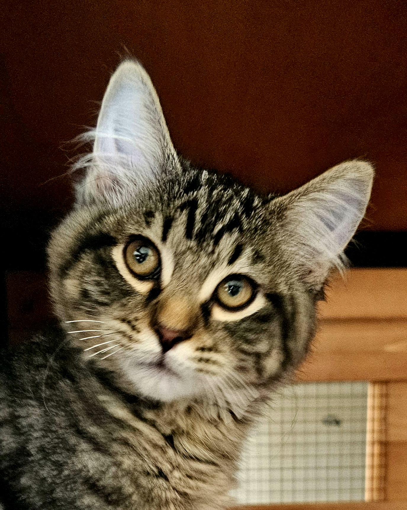 Enlarge HAPPY, a Adoptable Domestic Long Hair in Pinedale, WY image 5/6