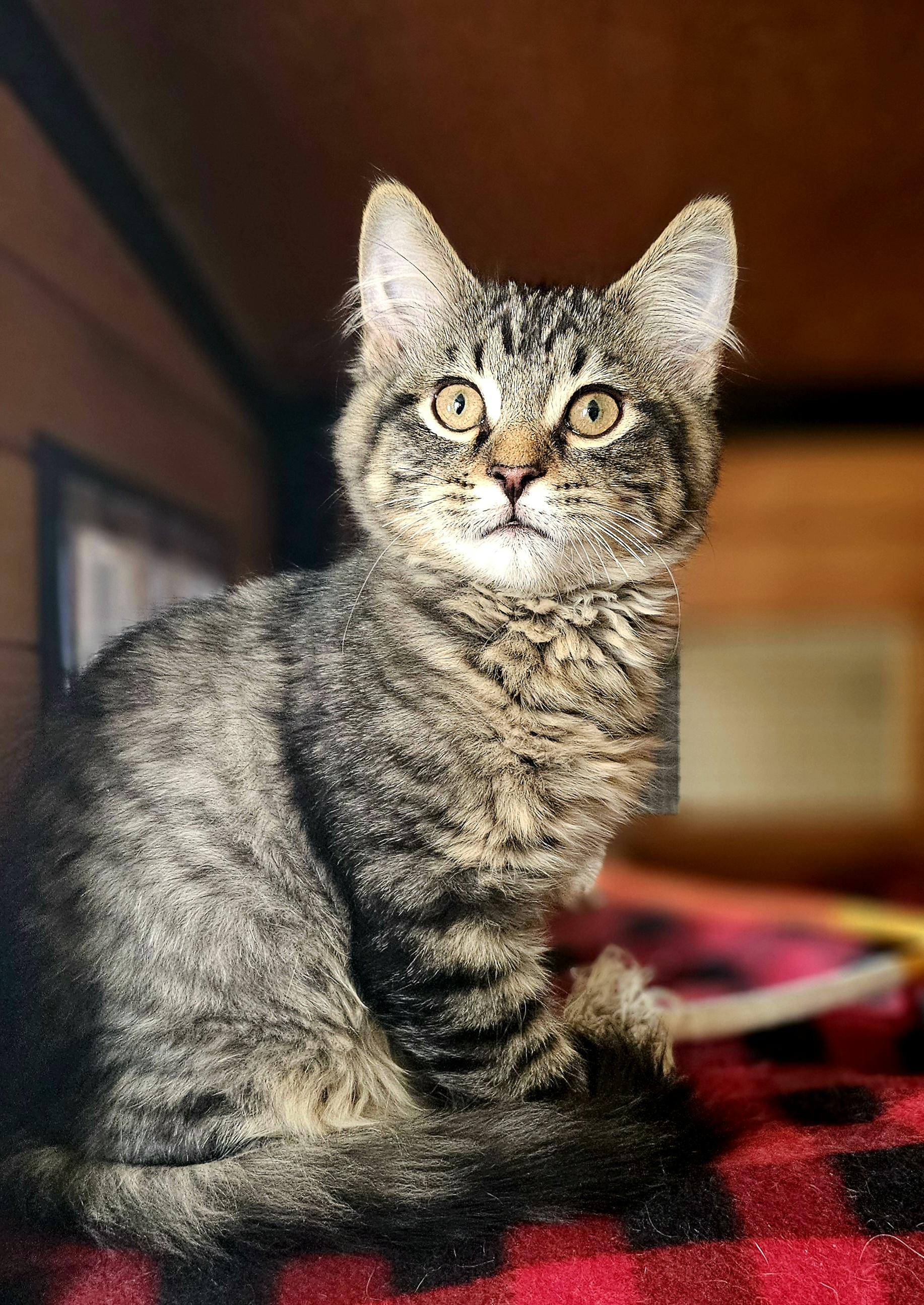 Enlarge HAPPY, a Adoptable Domestic Long Hair in Pinedale, WY image 3/6