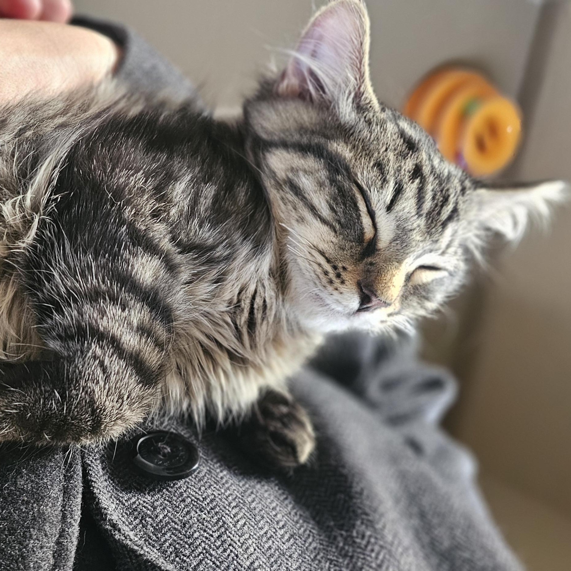 Enlarge HAPPY, a Adoptable Domestic Long Hair in Pinedale, WY image 6/6