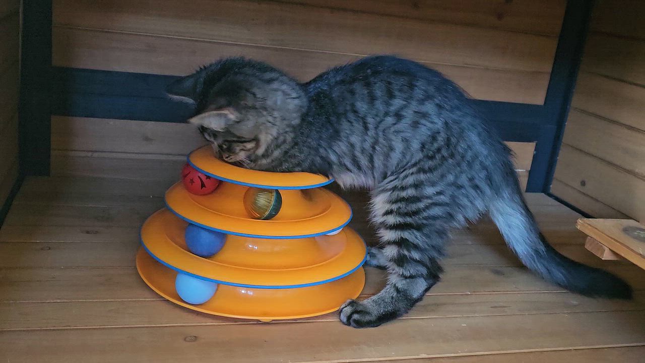 Enlarge HAPPY, a Adoptable Domestic Long Hair in Pinedale, WY video 2/6