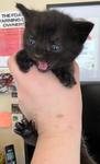Cerella, Baby Female Domestic Short Hair